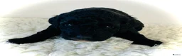 Cockapoo dogs for sale: F1b cockerpoos available to reserve  - Advert 14