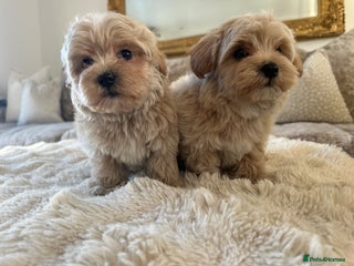 Maltipoo dogs **CHAMPION MALTIPOOS* HEALTH TESTED PARENTS** - Advert 7