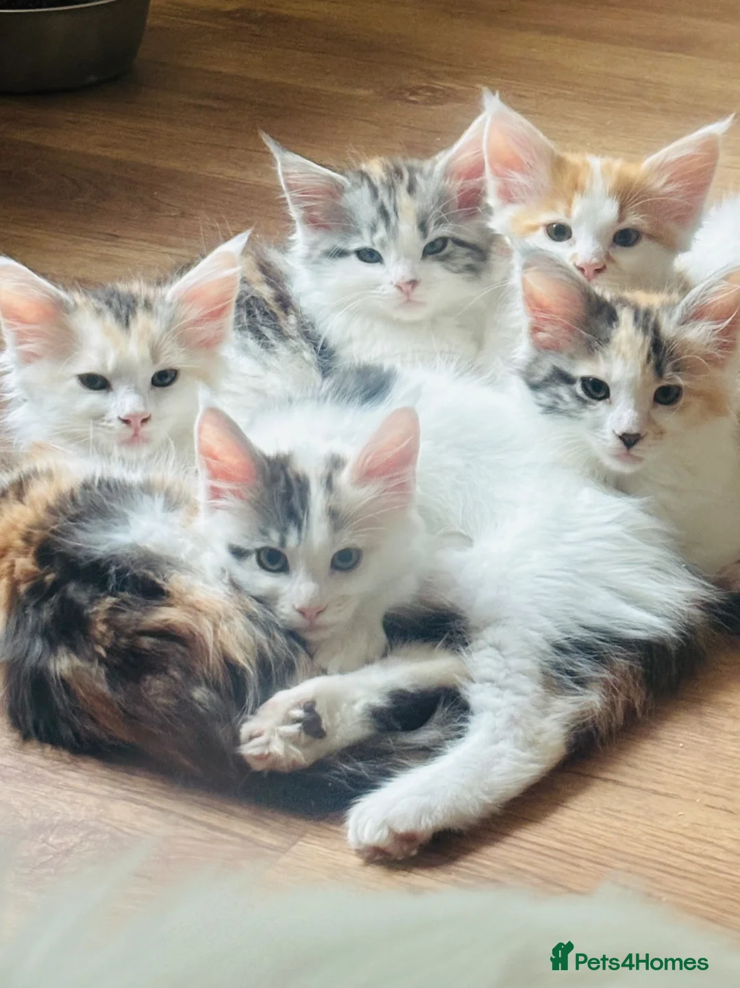 Maine Coon cats for sale: READY TO GO! Maine coon kittens  - Advert 2