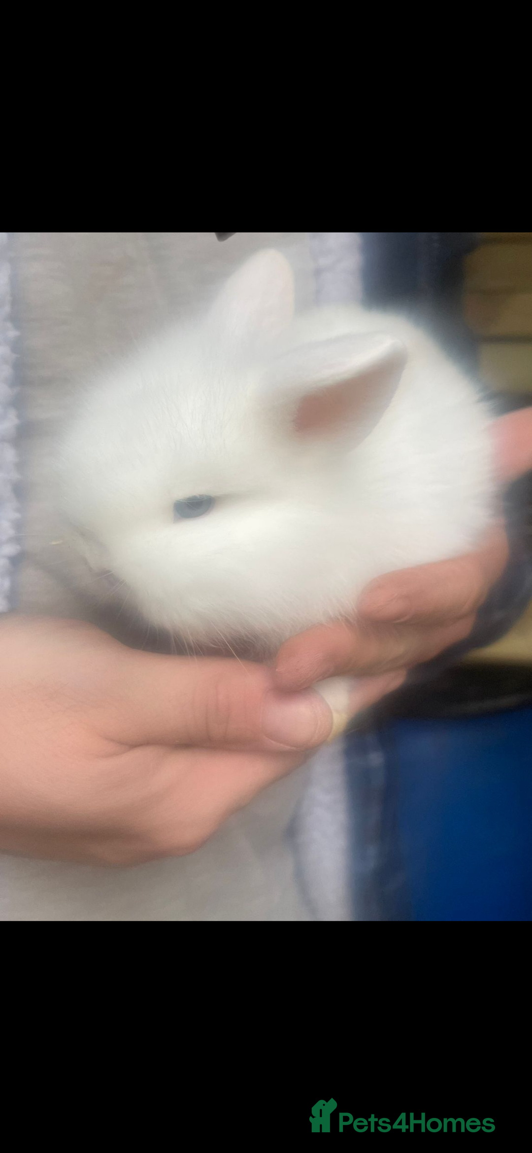 Lionhead rabbits for sale: 6 baby bunnies ready to leave  - Advert 9