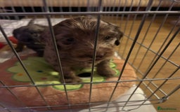 Cockapoo dogs for sale: Beautiful F2 Cockapoo Puppies  - Image 8