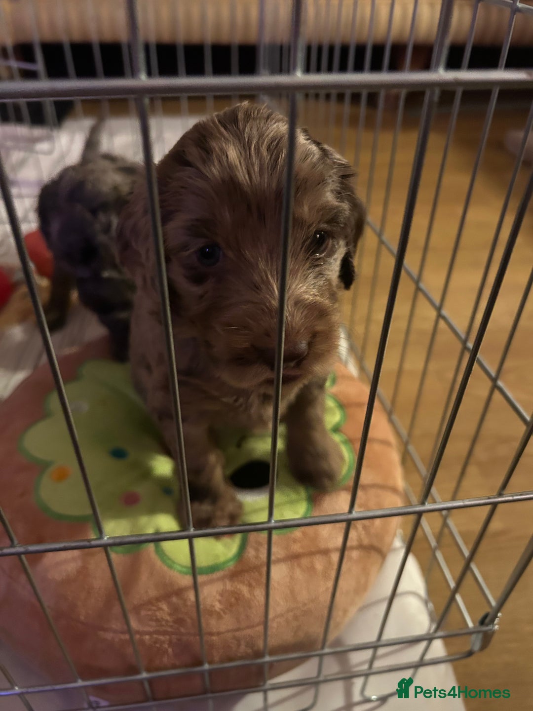 Cockapoo dogs for sale: Beautiful F2 Cockapoo Puppies  - Image 8