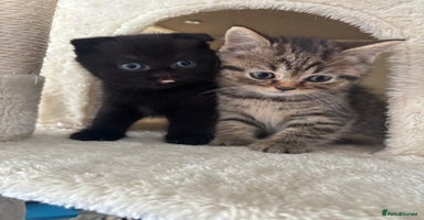 Scottish Fold cats - Advert 8