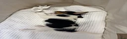 Jack Russell dogs for sale: Full Jack tussle pups  in Middlesbrough - Advert 27