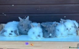 Lionhead rabbits for sale: Extra Special Lionhead Bunnies  - Image 2