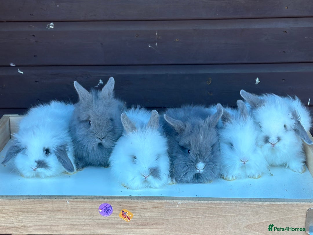 Lionhead rabbits for sale: Extra Special Lionhead Bunnies  - Image 2