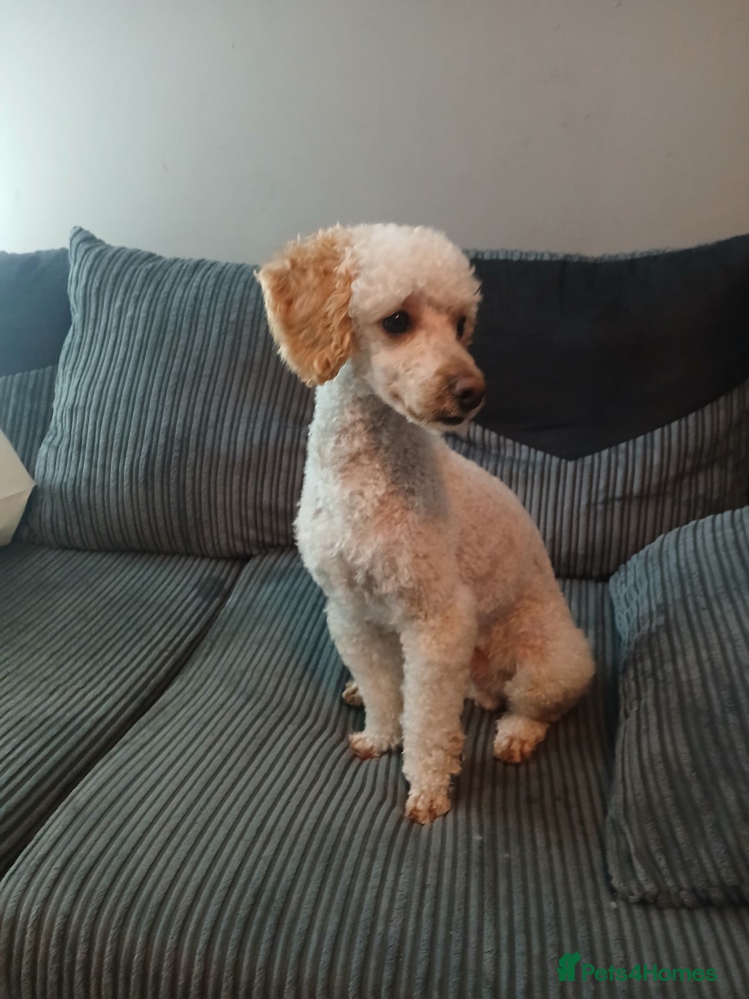Miniature Poodle dogs for stud: Miniature poodle stud dog - Advert 1