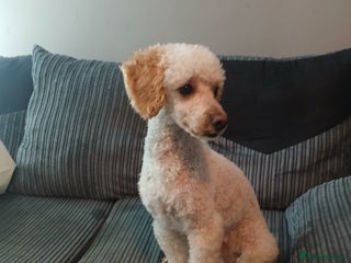 Miniature Poodle dogs Miniature poodle stud dog - Advert 3