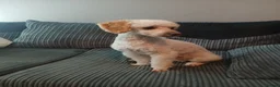 Miniature Poodle dogs for stud: Miniature poodle stud dog - Advert 2