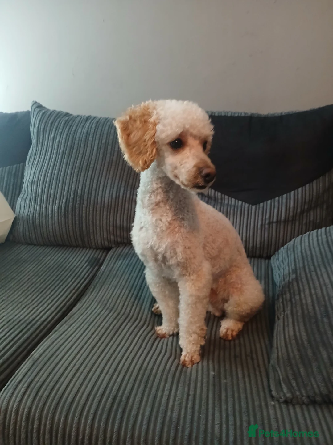 Miniature Poodle dogs for stud: Miniature poodle stud dog - Advert 2