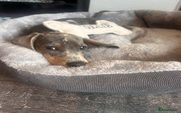 Dachshund dogs for sale: Rehome 4 month old puppy  - Image 7