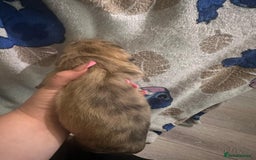 Mixed Breed dogs for sale: Schweenies - Advert 4