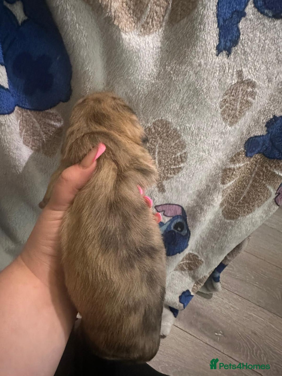 Mixed Breed dogs for sale: Schweenies - Advert 4