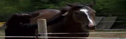 English Thoroughbred horses for sale:     Roman – Sweet TB Gelding with Huge Potential in Newark - Advert 19