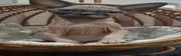 Sphynx cats for sale: 🩷Beautiful Sphynx Girls Looking for Forever Homes in Leicester - Advert 3