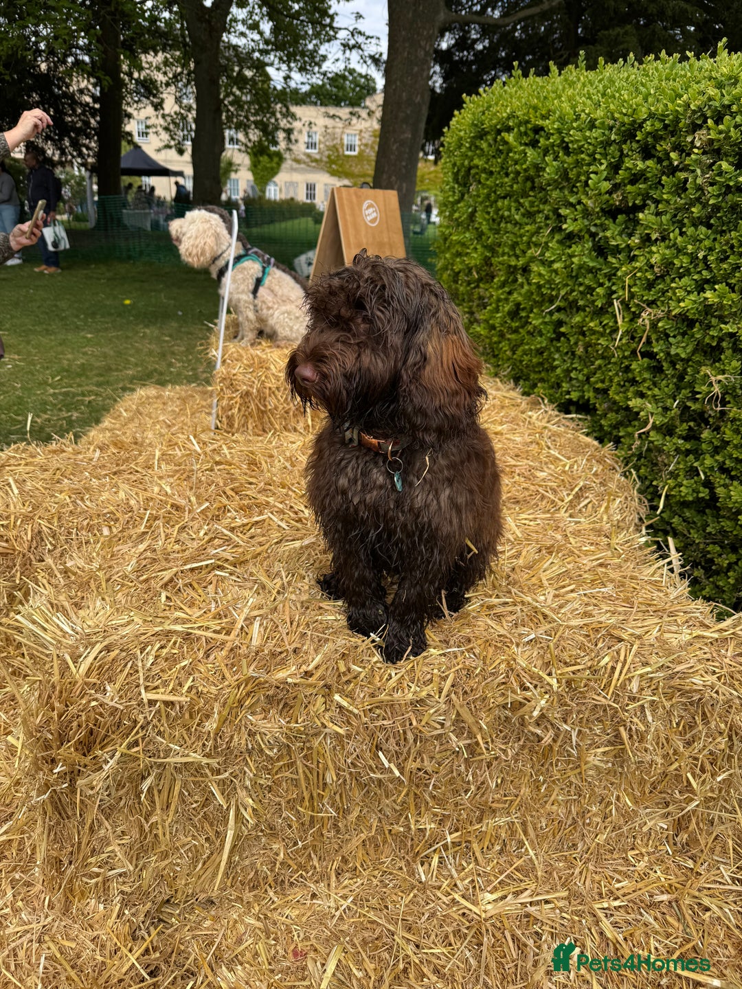 Cockapoo dogs for sale: Beautiful little cockapoo Ruby seeking a new home  - Image 14