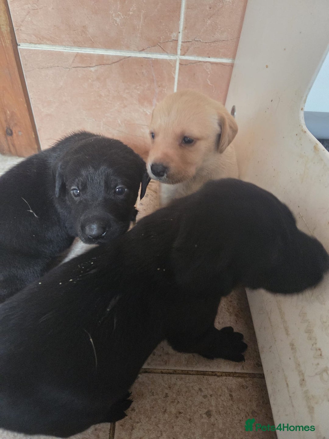 Labrador Retriever dogs for sale: Beautiful kc registered Labrador puppies - Advert 5