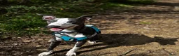 Whippet dogs for stud: Gorgeous boy for STUD ONLY  - Advert 4