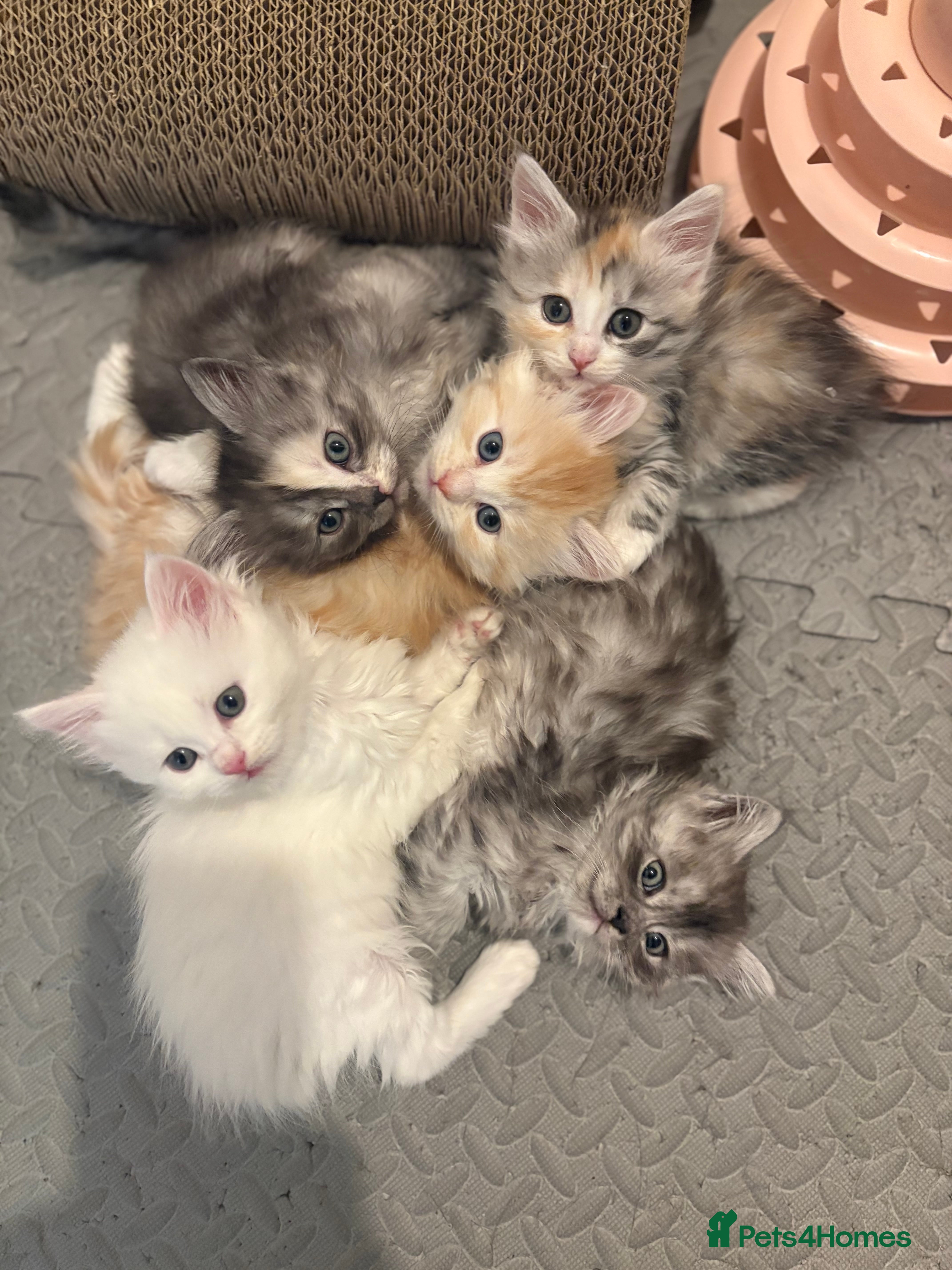 Mixed Breed cats Stunning Maine coon x Scottish Fold kittens - Advert 3