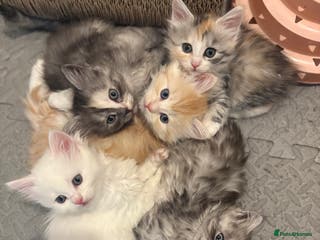Mixed Breed cats Stunning Maine coon x Scottish Fold kittens - Advert 3