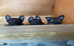German Shepherd dogs for stud: DDR GERMAN SHEPHERD UP FOR STUD!! - Image 10