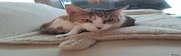 Mixed Breed cats for adoption: Viola - calm and sweet girl - Advert 3