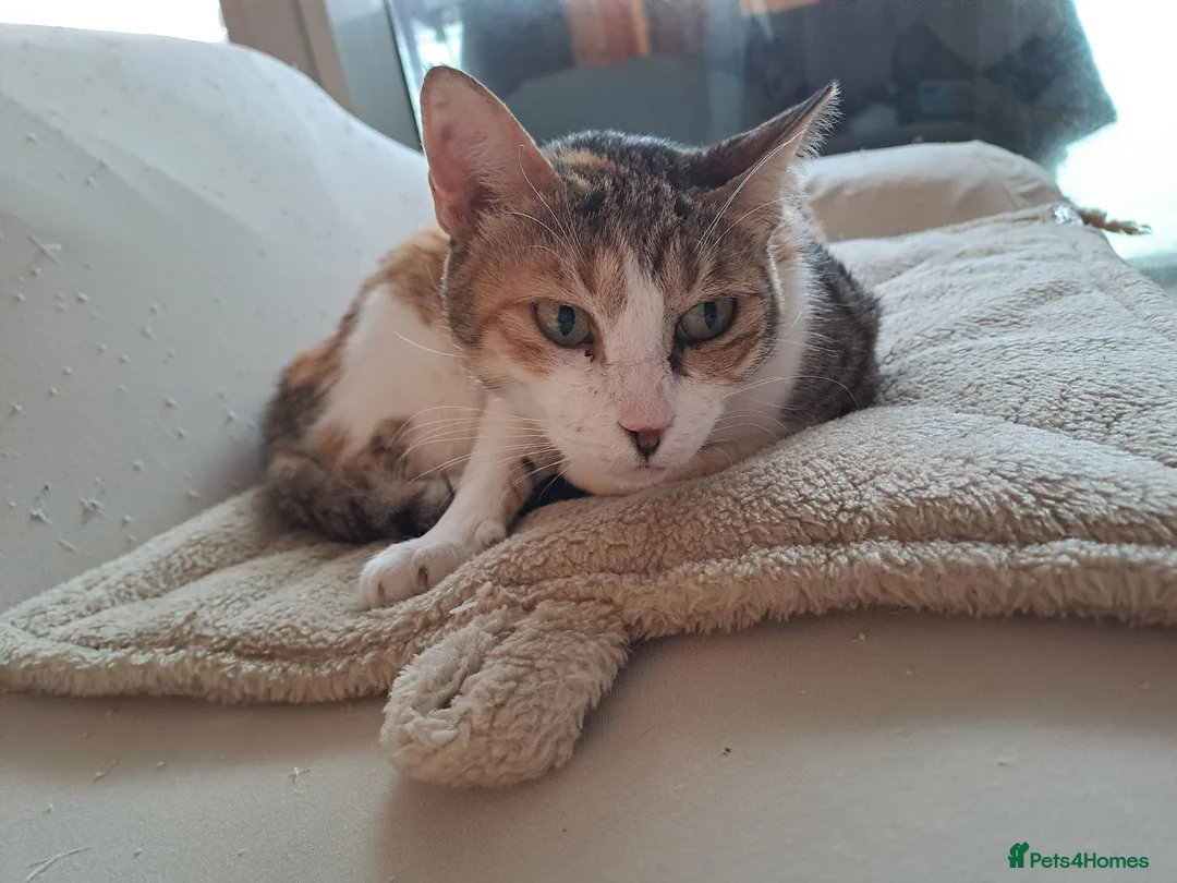 Mixed Breed cats for adoption: Viola - calm and sweet girl - Advert 3