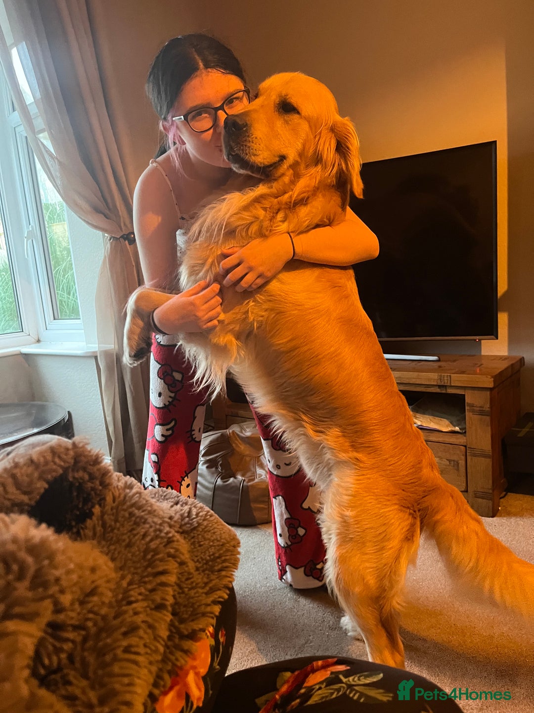 Golden Retriever dogs for sale: 2 year old kc registered male  - Advert 4