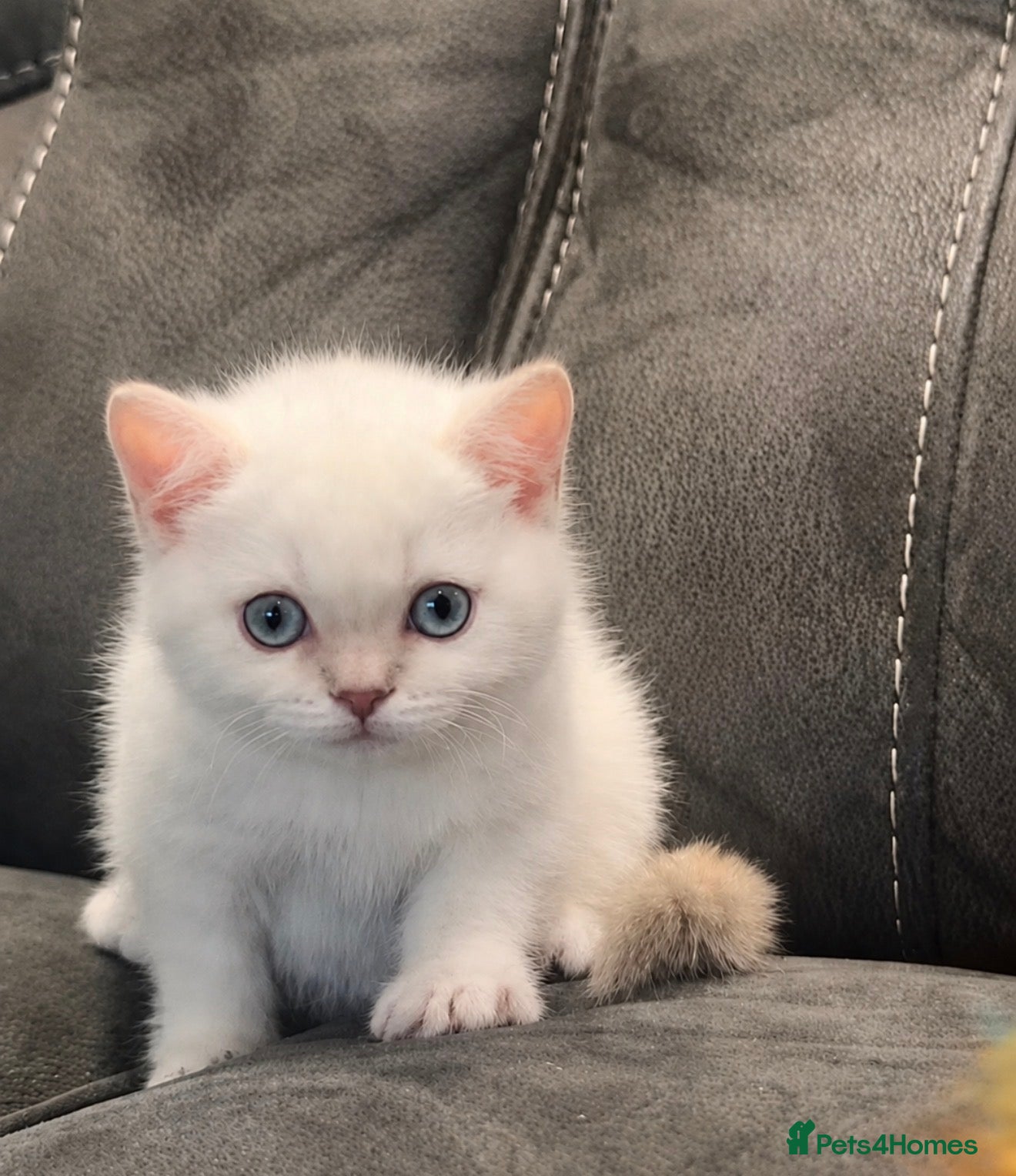 British Shorthair cats WHITE BSH kittens for sale - Advert 2