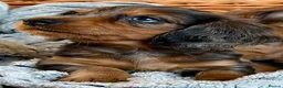 Miniature Dachshund dogs for sale: Stunning Dapple Miniature Dachshund’s  - Advert 2
