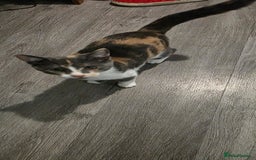 Mixed Breed cats for sale: Cali girl looking for home - Image 2