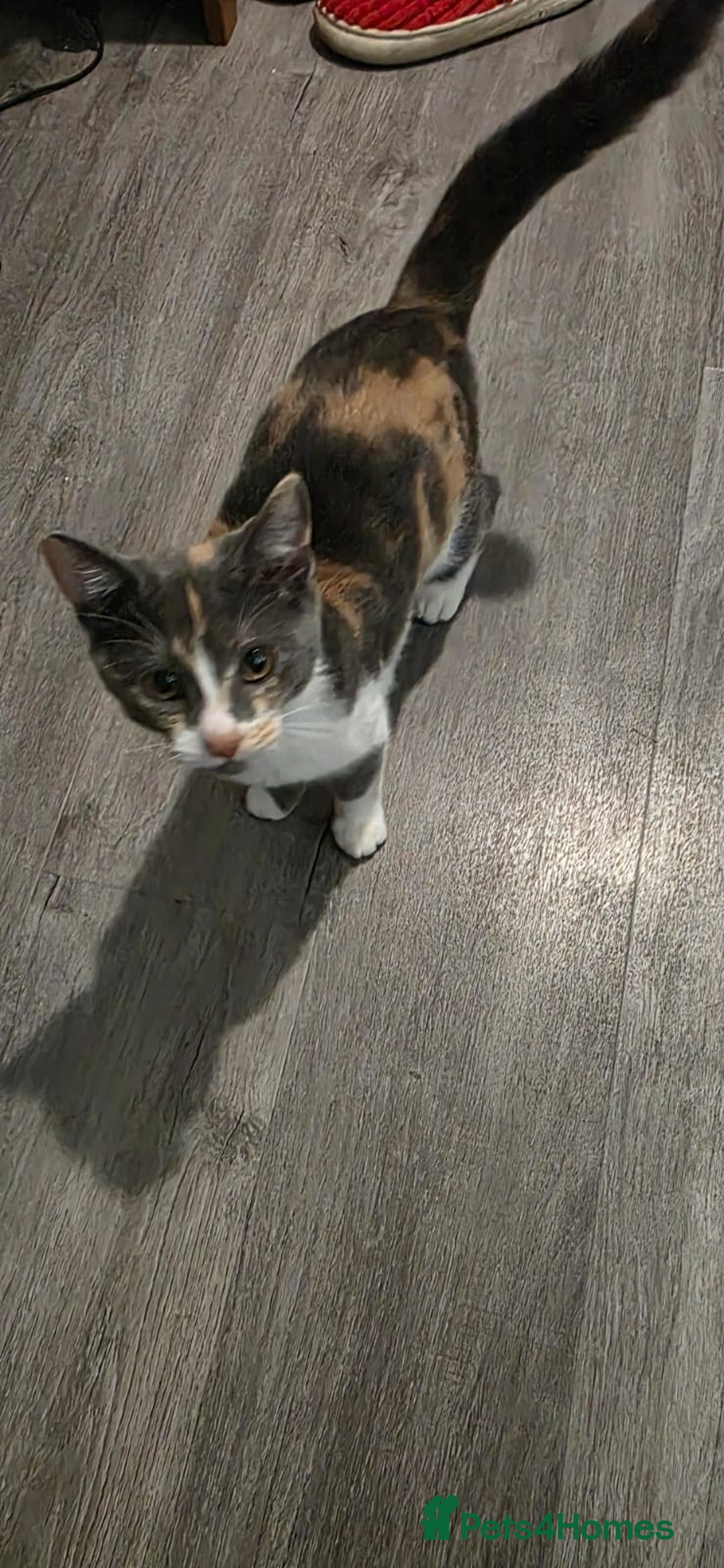 Mixed Breed cats for sale: Cali girl looking for home - Image 2