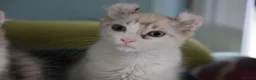 American Curl cats for sale: Beautiful, playful Rare American Curl Kittens - Advert 26