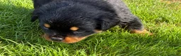 Rottweiler dogs for sale: 🏆🐾 5STAR BREEDERS🐾🏆KC REG girl and boys 💖💙 - Advert 38