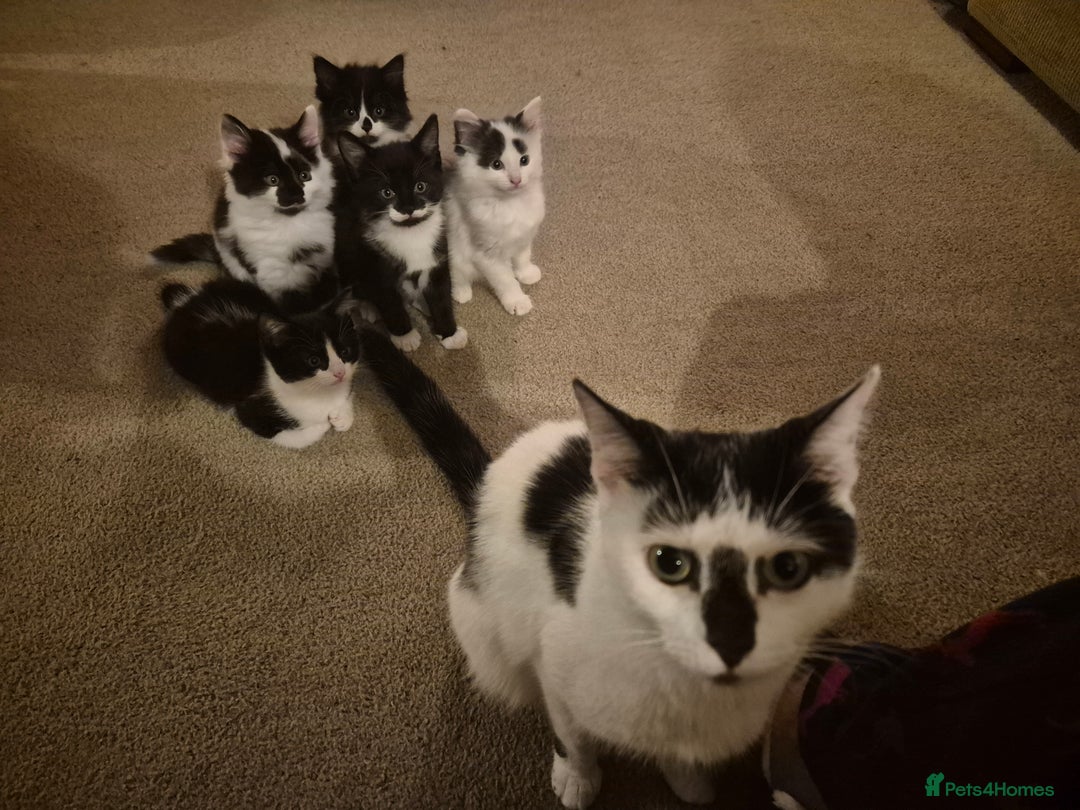 Mixed Breed cats for sale: Friendly playful kittens for sale.  - Image 3