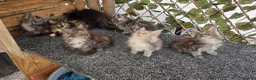 Maine Coon cats for sale: Maine coon kittens  - Advert 2