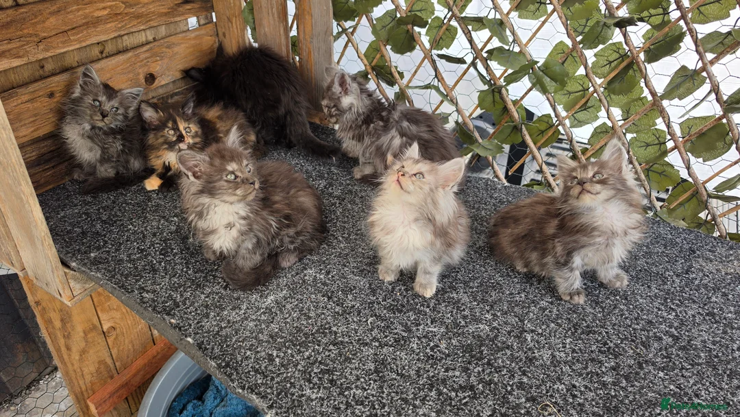 Maine Coon cats for sale: Maine coon kittens  - Advert 2