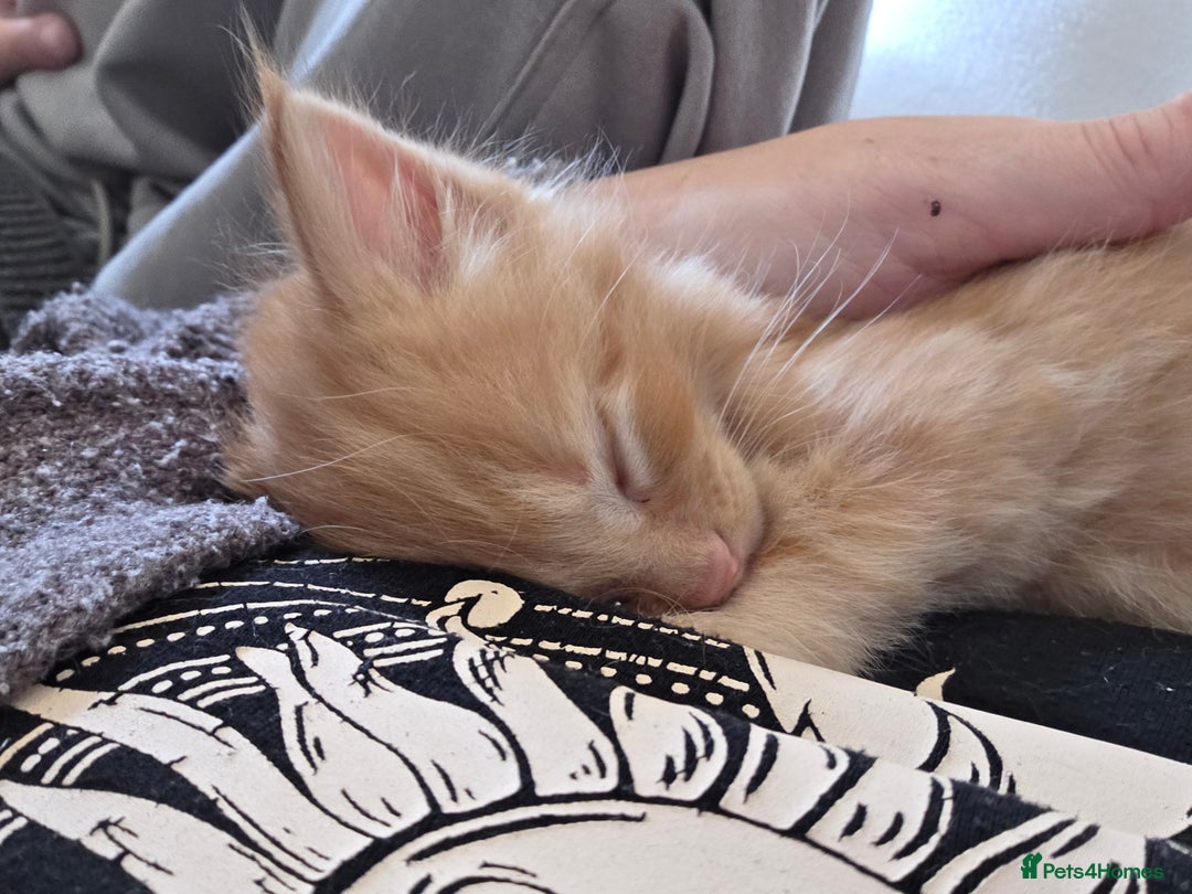 Maine Coon cats for sale: Fluffy ginger and cream maine coon cross kittens - Image 10