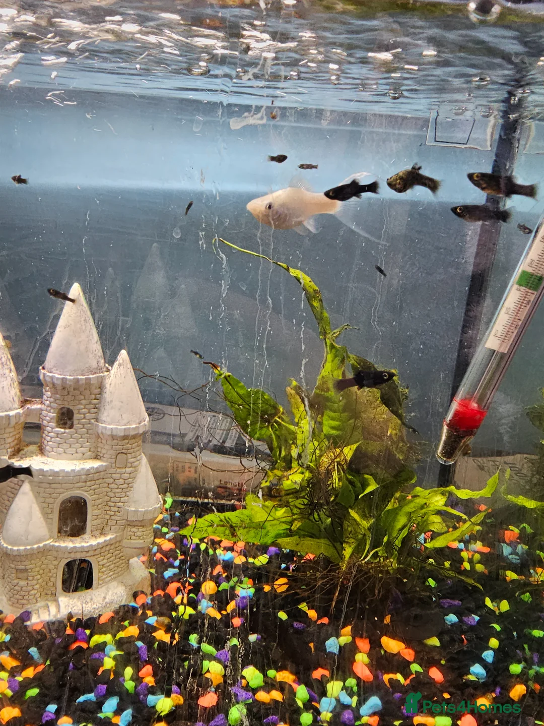 Mollies fish for sale: Mollies fish for sale in ELY - Advert 4