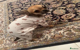 Chihuahua dogs for sale: Chihuahua Apple head  - Image 3