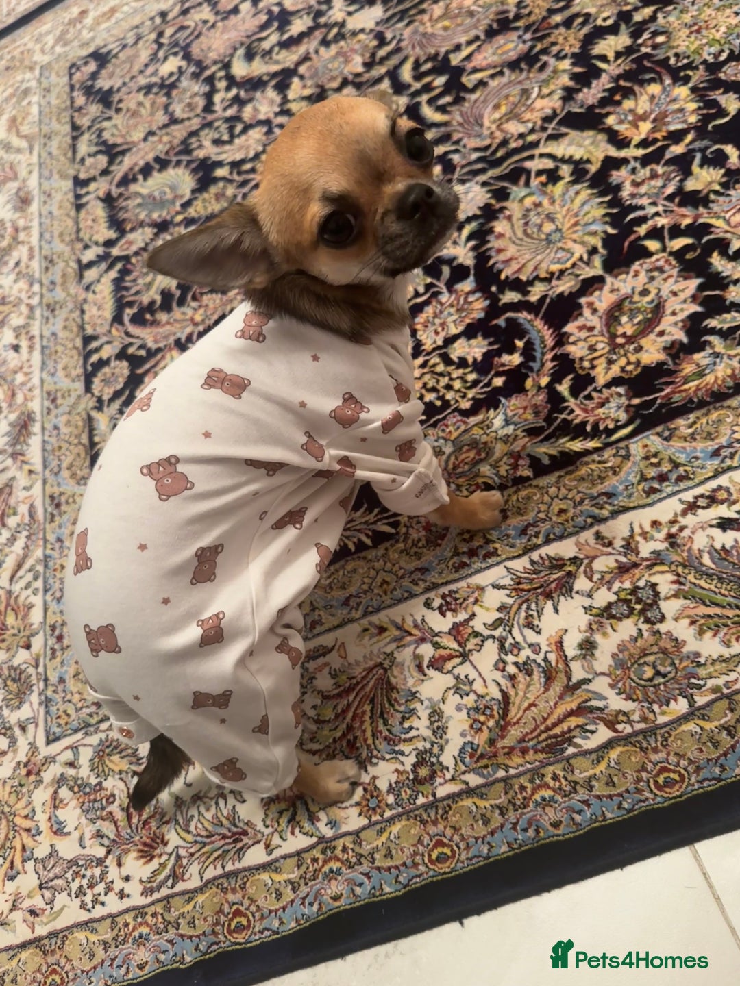 Chihuahua dogs for sale: Chihuahua Apple head  - Image 3