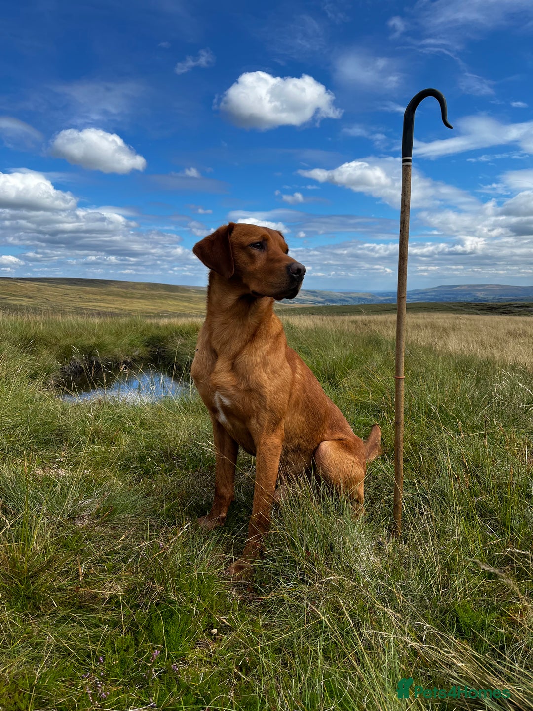 Labrador Retriever dogs for stud: KC REG FULLY HEALTH TESTED WORKING DARK RED STUD in Hawes - Image 16