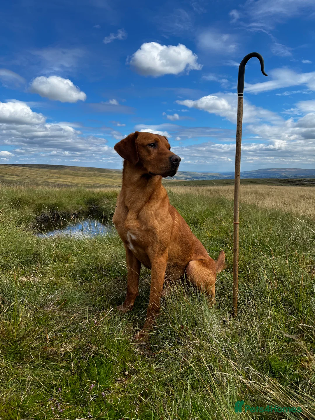 Labrador Retriever dogs for stud: KC REG FULLY HEALTH TESTED WORKING DARK RED STUD in Hawes - Advert 16