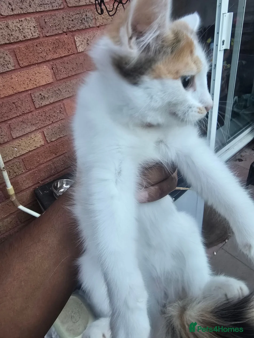 Siberian cats for sale: Beautiful Calico Siberian Girl Kitten - Advert 3