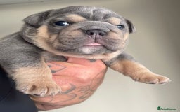English Bulldog dogs for sale: New English bull dogs  - Image 10