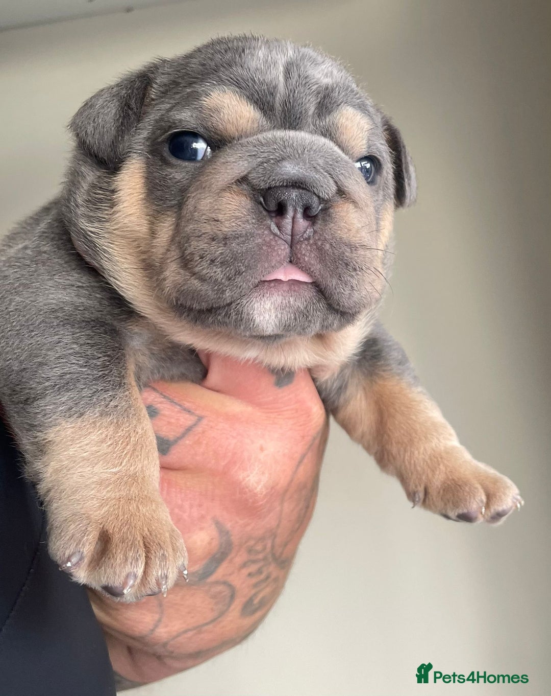 English Bulldog dogs for sale: New English bull dogs  - Image 10