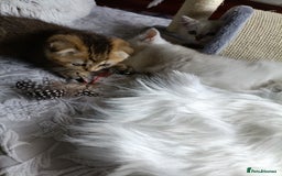 British Shorthair cats for sale: Scottish Fold and Straight kittens  - Image 15