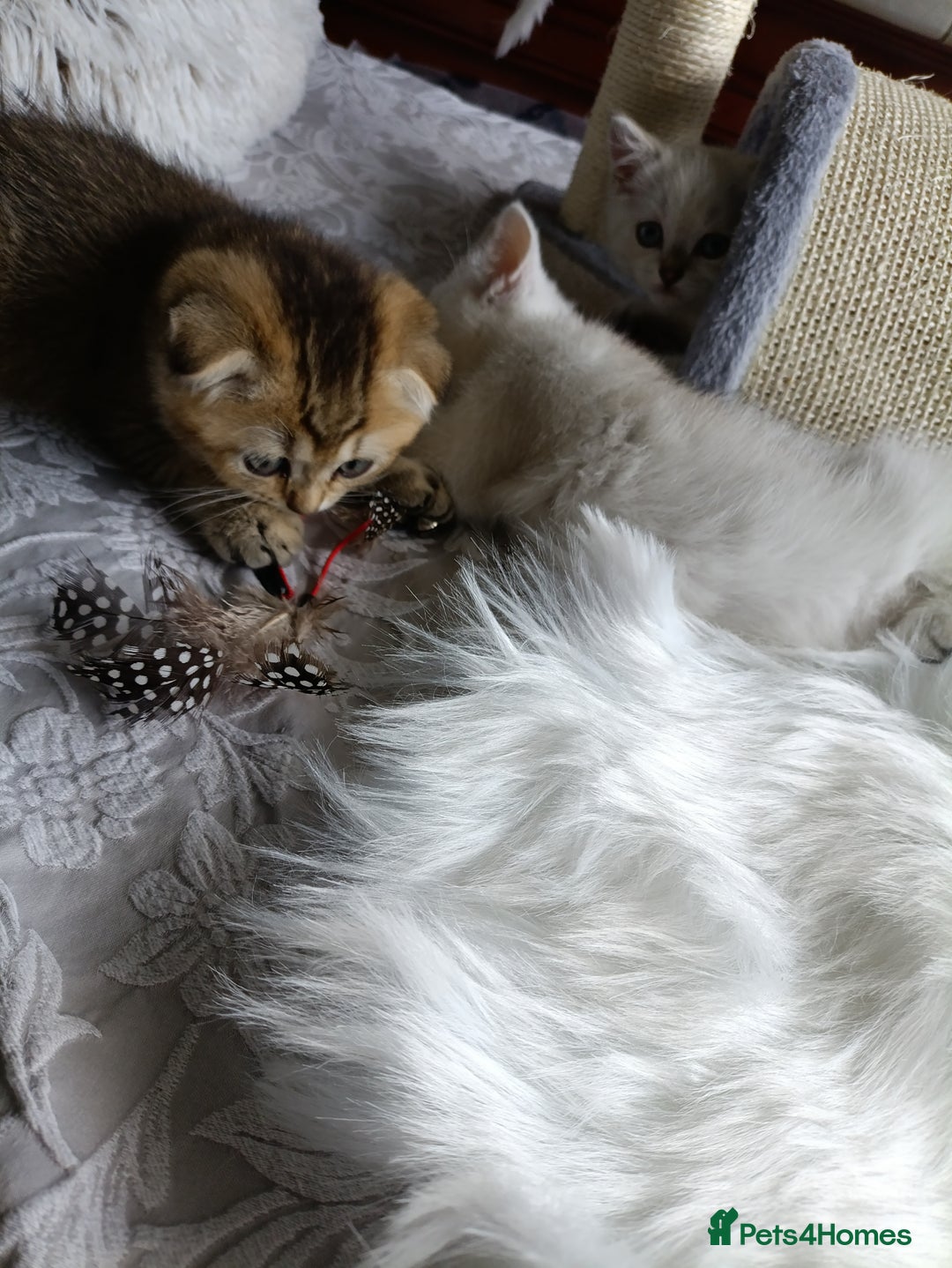 British Shorthair cats for sale: Scottish Fold and Straight kittens  - Image 15