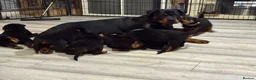 Rottweiler dogs for sale: Purebred Rottweiler Puppies ready to leave  - Advert 26