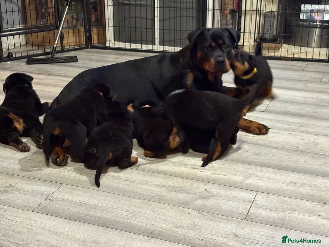 Rottweiler dogs for sale: Purebred Rottweiler Puppies ready to leave  - Advert 26